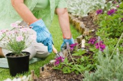 Image for event: DIG! Digging Insightful Gardening