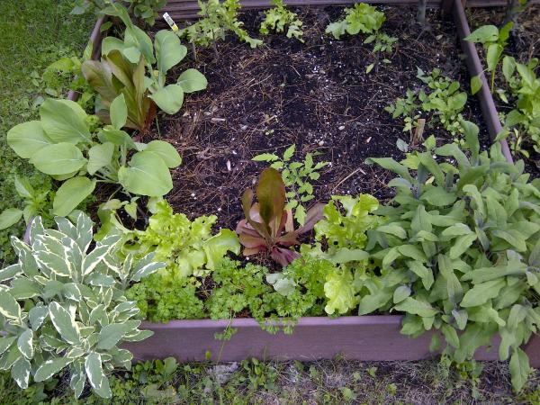 Image for event: Jump Start Your Fall Garden