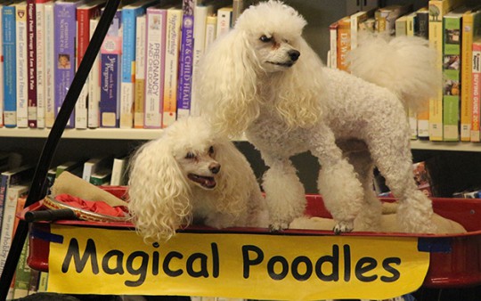 Image for event: The Magical Poodles 
