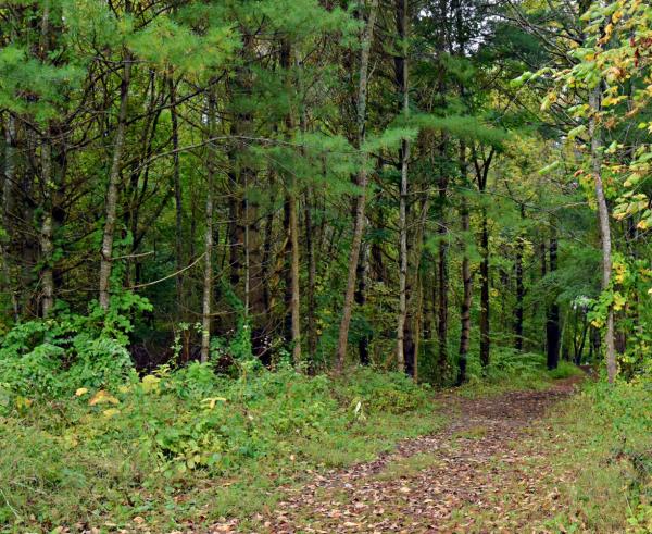 Image for event: Hike at Tucker Nature Preserve