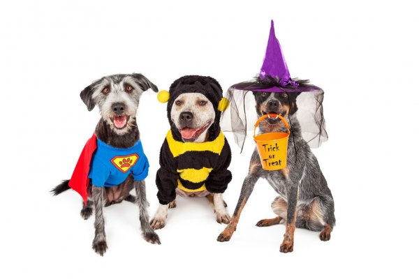 Image for event: Pet Halloween Costume Contest! 