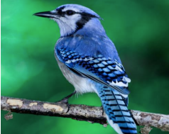 Image for event: Bird Watching Scavenger Hunt