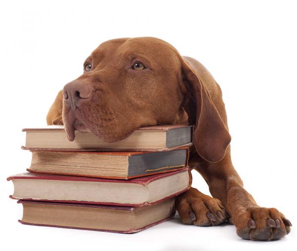 Image for event: Read to a Therapy Dog