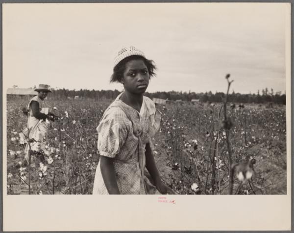 Image for event: Black History Month: The Cotton Picking Chronicles
